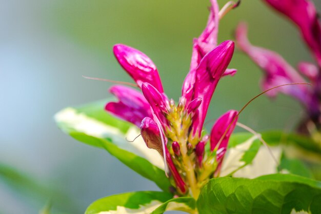 Close-up of pink flower