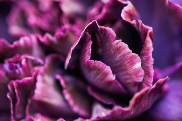 Foto close-up di un fiore rosa