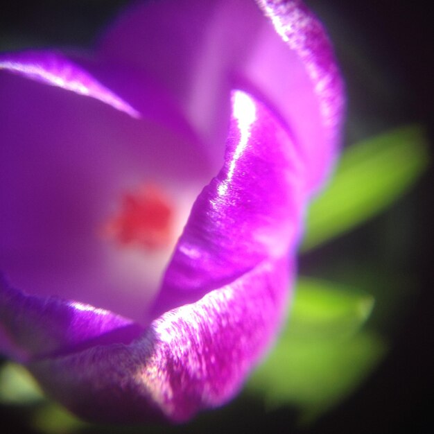 Close-up of pink flower