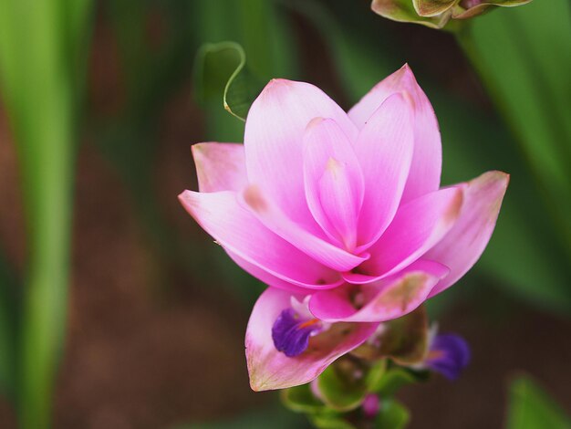 Close-up of pink flower