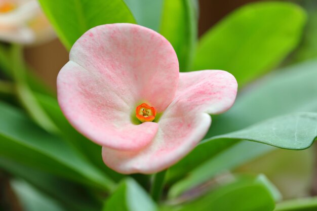 Close-up of pink flower