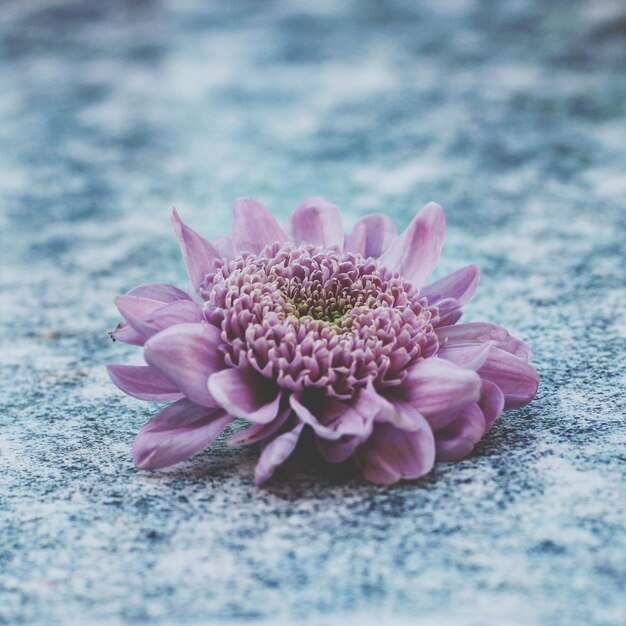 Foto close-up di un fiore rosa