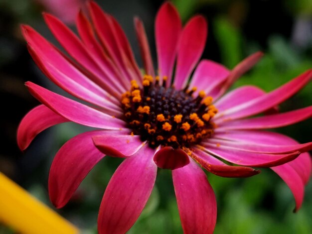 Close-up of pink flower