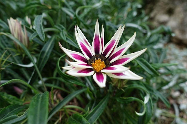 Close-up of pink flower