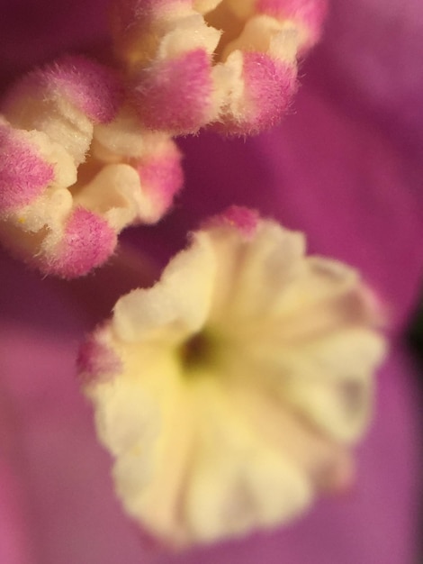 Foto close-up di un fiore rosa