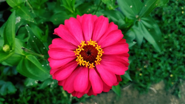 Close-up of pink flower