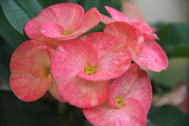 Photo close-up of pink flower