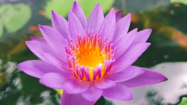 Close-up of pink flower