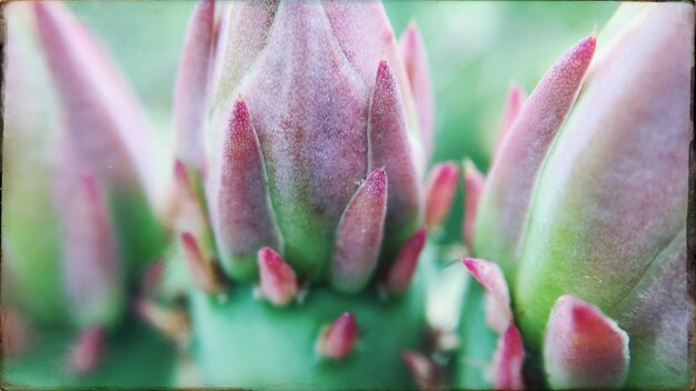 Close-up of pink flower