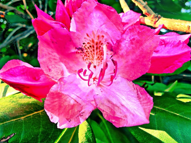 Foto close-up di un fiore rosa