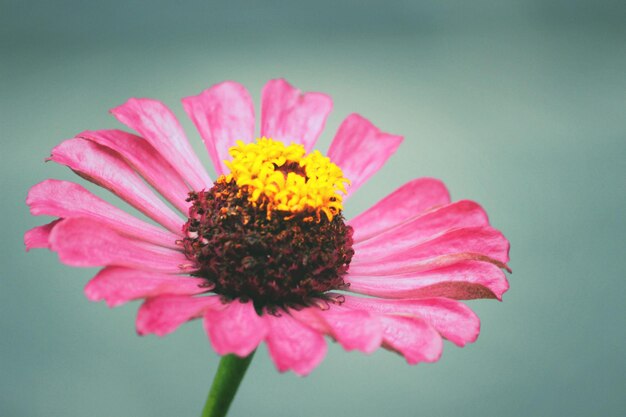 Photo close-up of pink flower