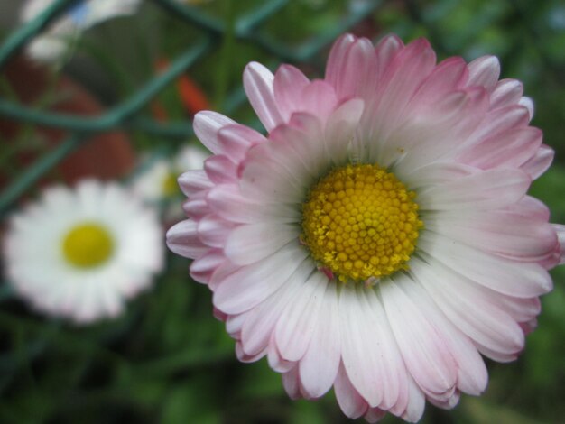 Foto close-up di un fiore rosa