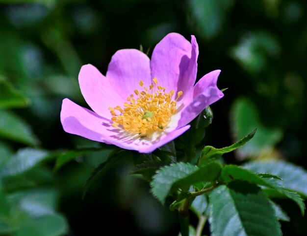 Close-up of pink flower