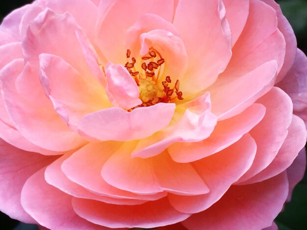 Close-up of pink flower