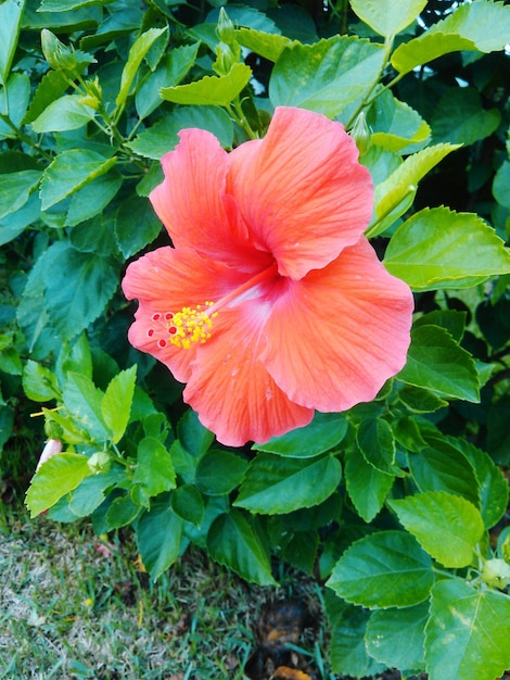 Foto close-up di un fiore rosa