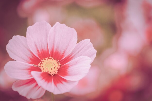 Photo close-up of pink flower