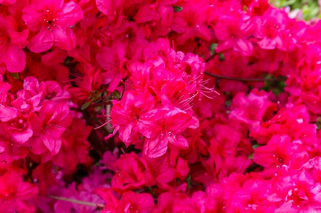 Foto close-up di un fiore rosa