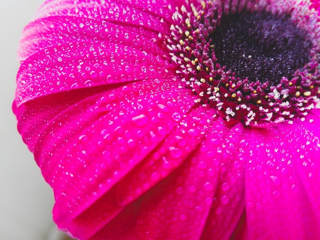 Close-up of pink flower