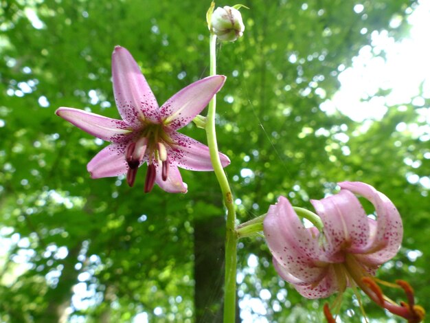 Close-up of pink flower