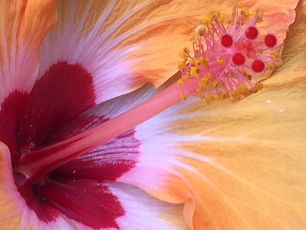 Photo close-up of pink flower