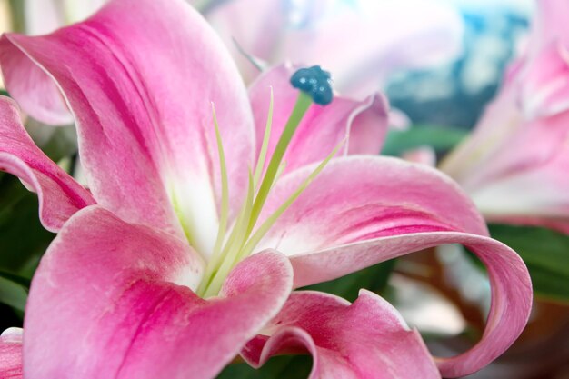 Photo close-up of pink flower