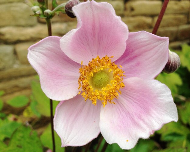 Foto close-up di un fiore rosa