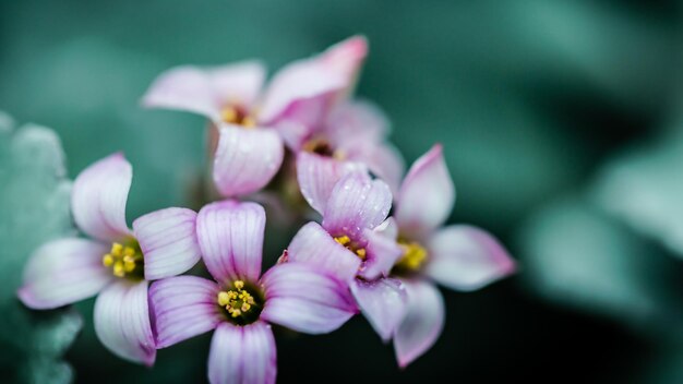 ピンクの花のクローズアップ