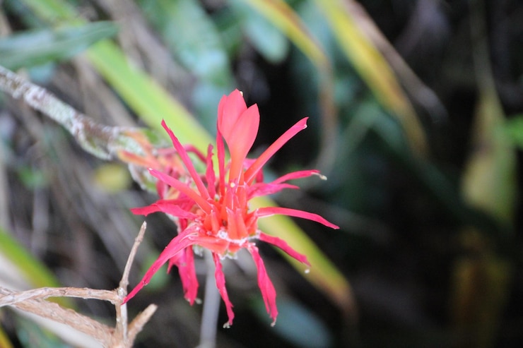 Photo ピンクの花のクローズアップ