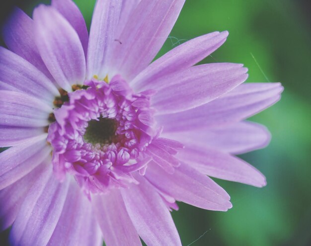 Close-up of pink flower