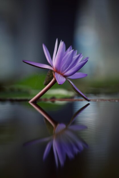 Foto close-up di un fiore rosa