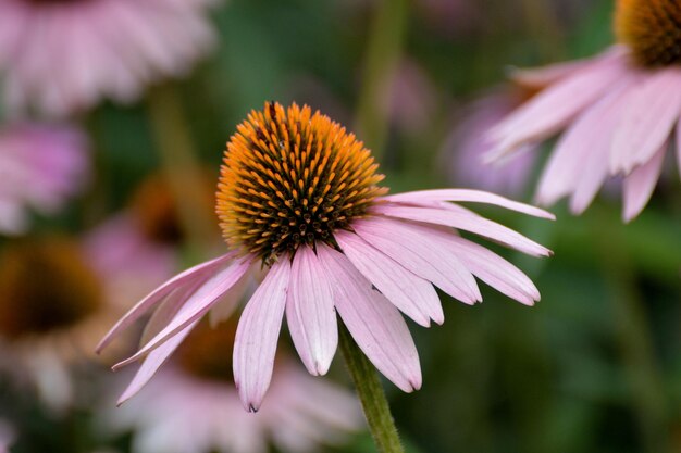 Photo close-up of pink flower