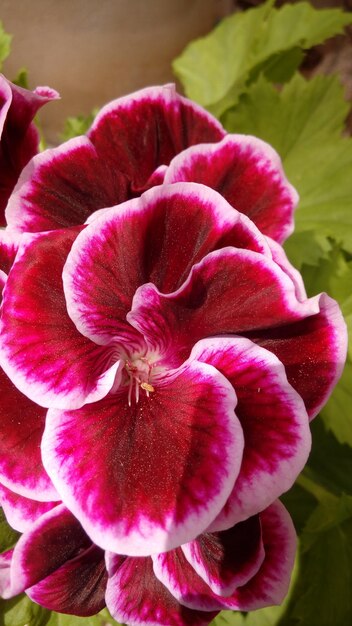 Photo close-up of pink flower