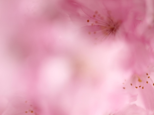 Close-up of pink flower