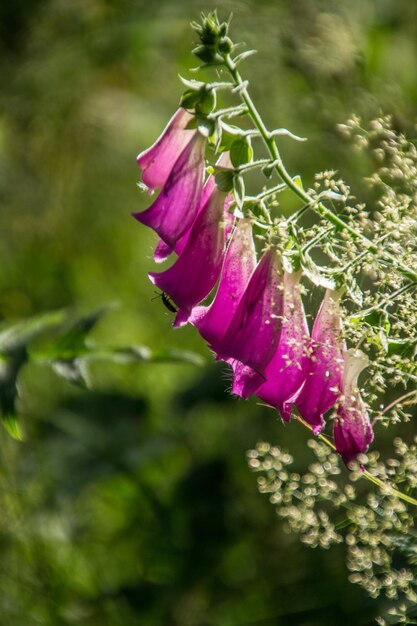 Close-up of pink flower