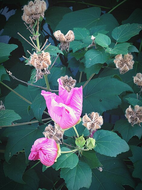 Photo close-up of pink flower