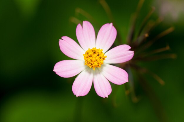 Close-up of pink flower