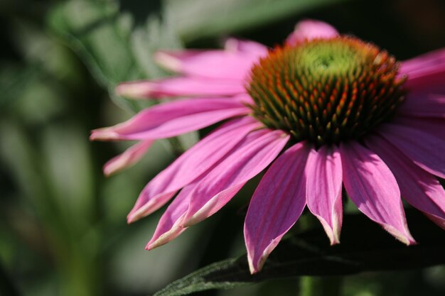 Photo close-up of pink flower