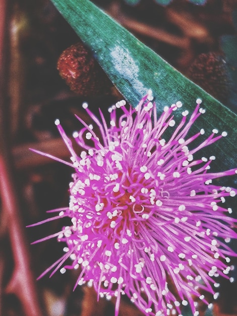 Foto close-up di un fiore rosa