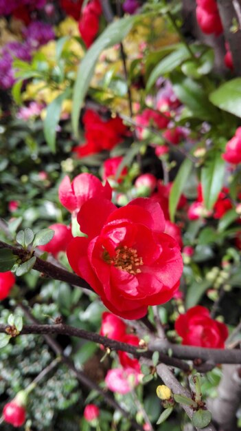 Close-up of pink flower