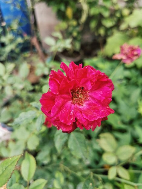 Close-up of pink flower