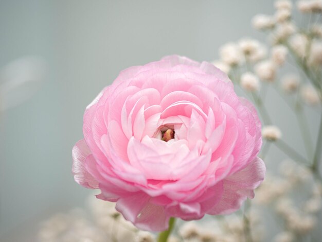 Close-up di un fiore rosa