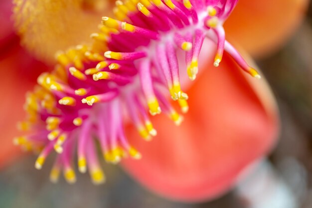 Close-up of pink flower