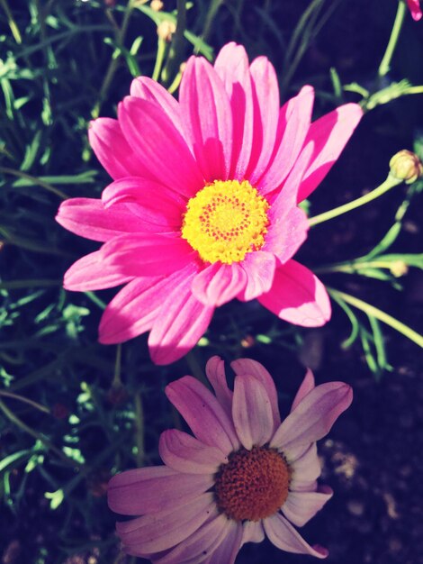 Close-up of pink flower