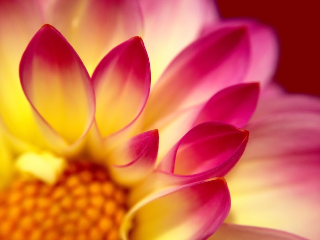 Close-up of pink flower