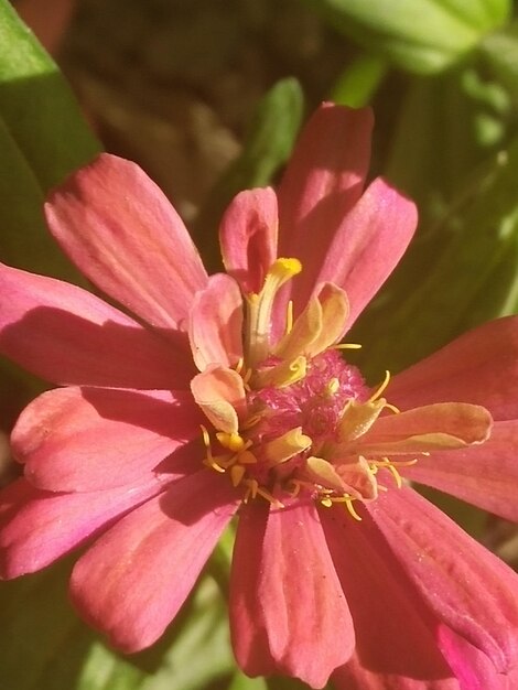 Close-up of pink flower