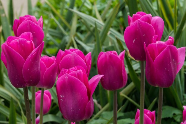 ピンクの花のクローズアップ