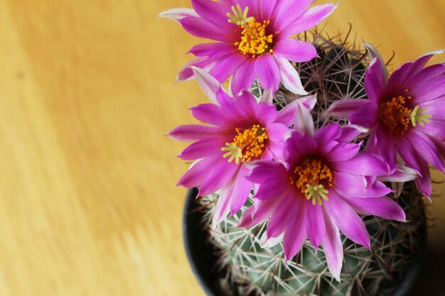 Photo close-up of pink flower