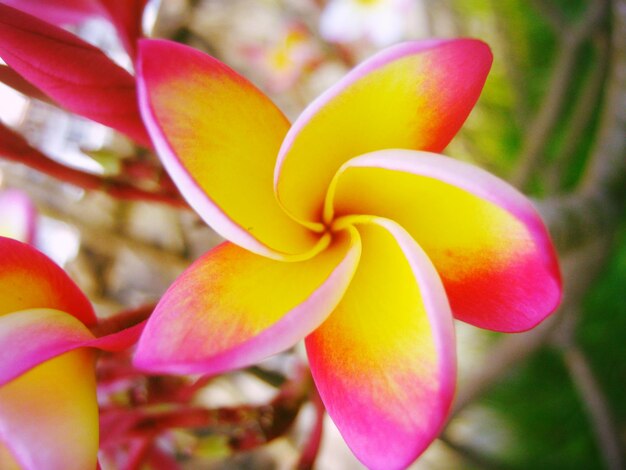 Foto close-up di un fiore rosa