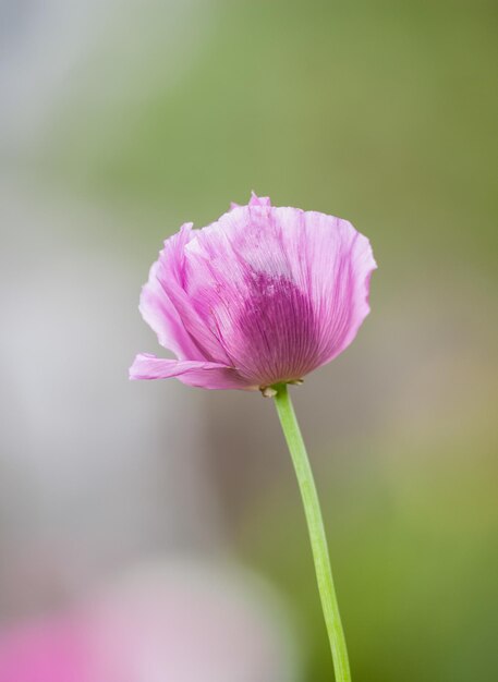 ピンクの花のクローズアップ