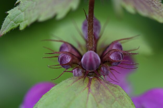 Foto close-up di un fiore rosa